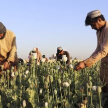GROWING OF POPPY BANNED IN AFGHANISTAN